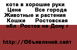 кота в хорошие руки › Цена ­ 0 - Все города Животные и растения » Кошки   . Ростовская обл.,Ростов-на-Дону г.